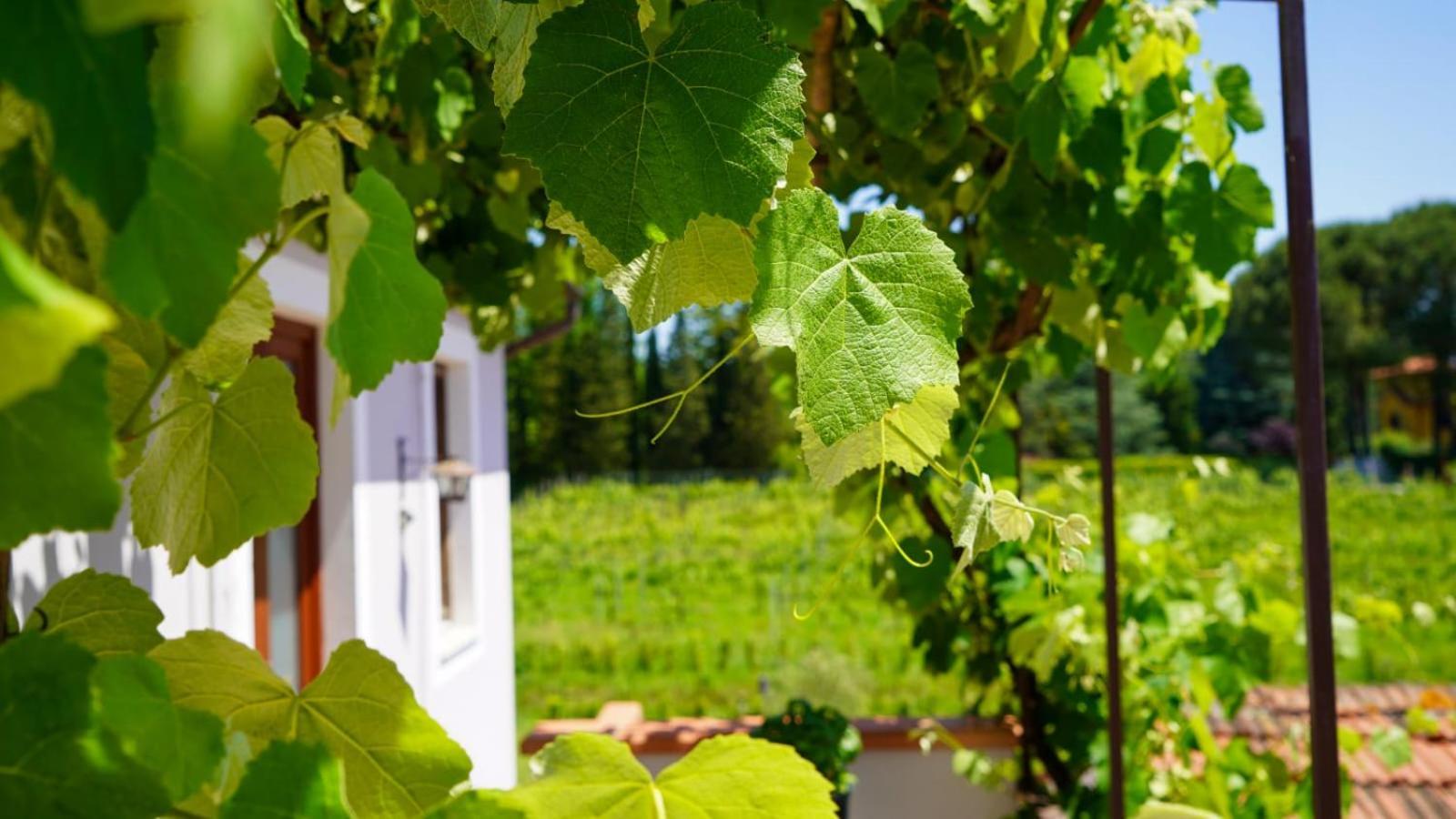 Wine House Bed and Breakfast Capannori Eksteriør billede