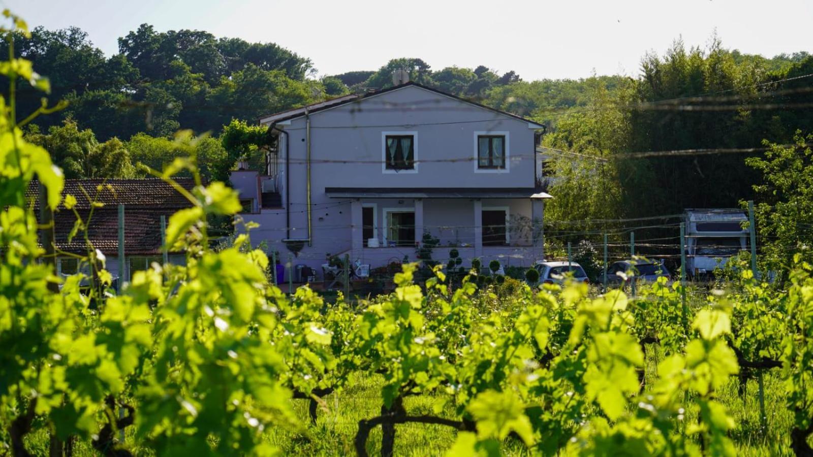 Wine House Bed and Breakfast Capannori Eksteriør billede