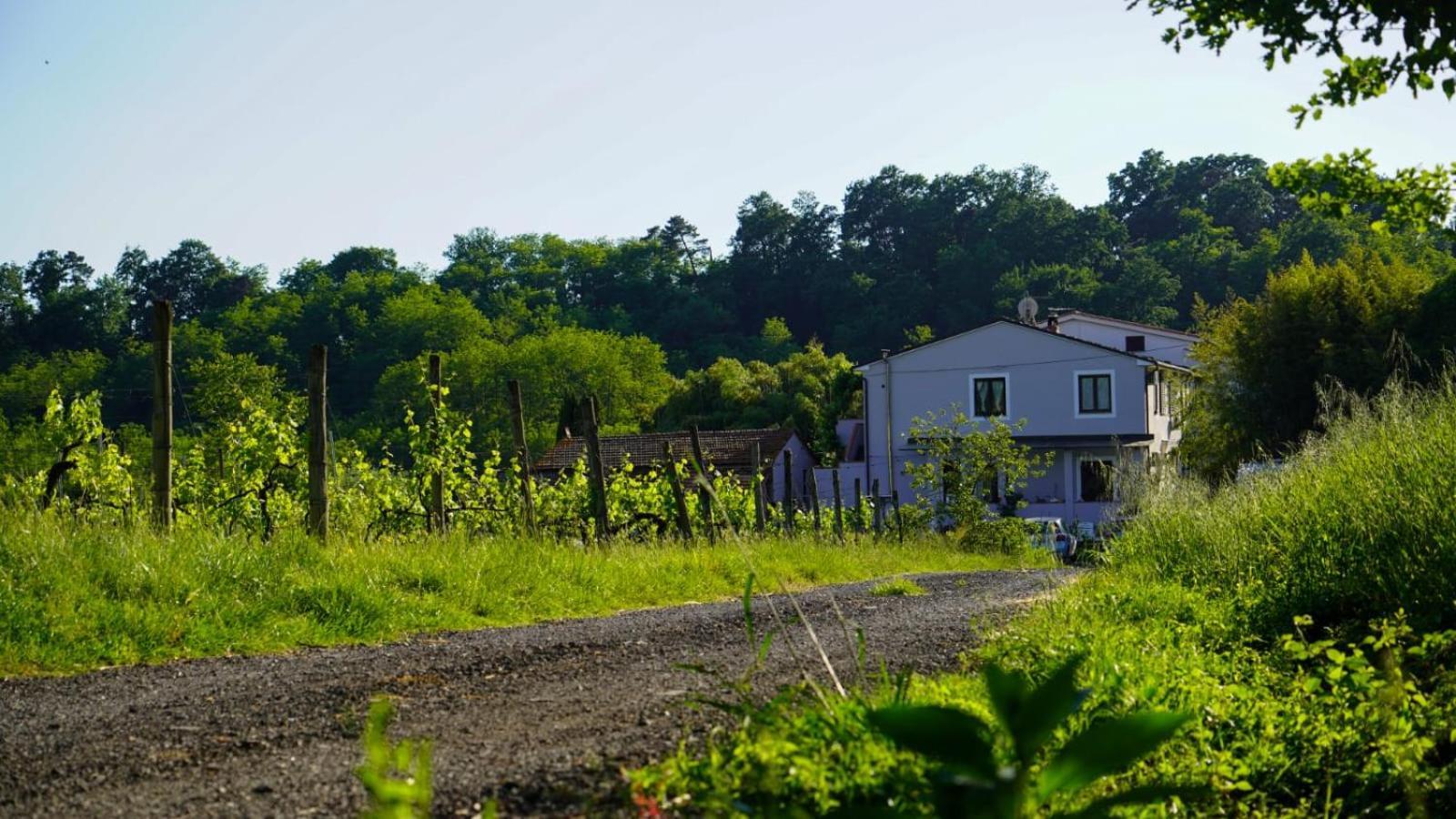 Wine House Bed and Breakfast Capannori Eksteriør billede